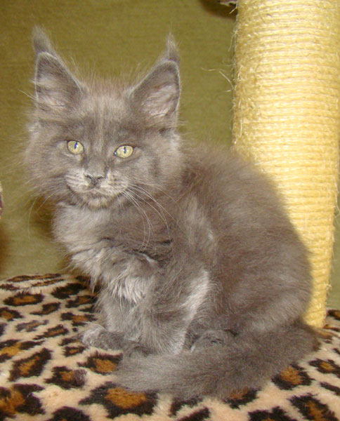     Catsvill County!   !    !       !!!    Catsvill County +7-926-544-74-09     .   ,   ,   ,    ,   ,  ,     ,   -,    ,   !